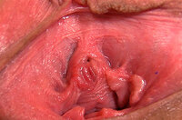 Gape My Pussy Paysite Passwords s2